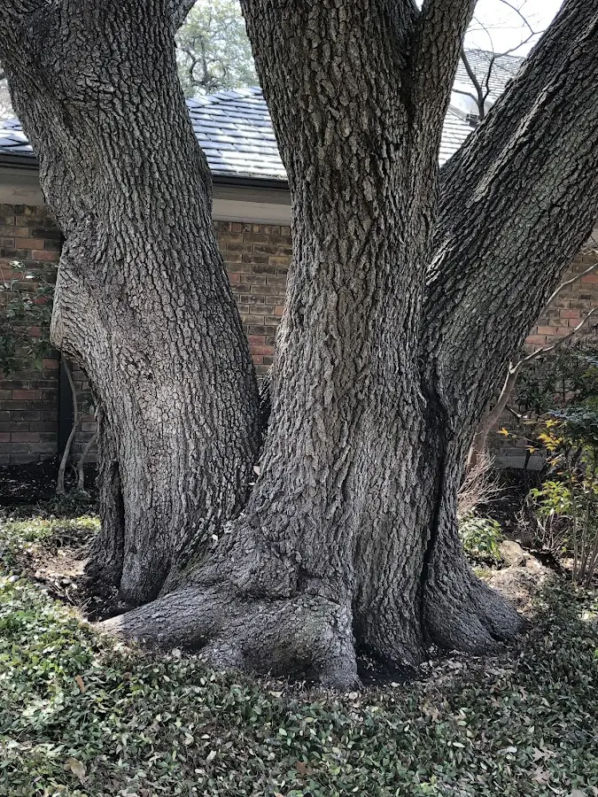 Mature heritage tree close to a Walnut Bottom property cared for by certified arborists